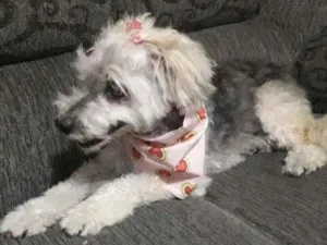 Cachorro raça Mix poodle idade 1 ano nome Luna