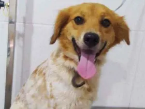 Cachorro raça Vira lata  idade 3 anos nome Ritinha
