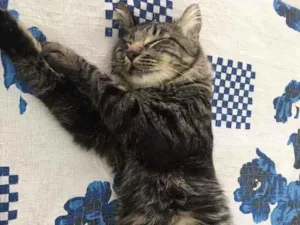 Gato raça Srd idade 7 a 11 meses nome Cut