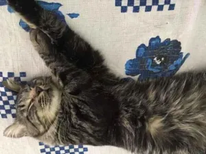 Gato raça Srd idade 7 a 11 meses nome Cut