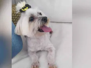 Cachorro raça  idade 5 anos nome Alfredo 