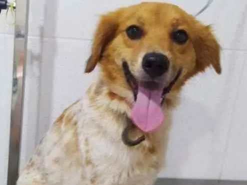 Cachorro raça  idade 3 anos nome Ritinha