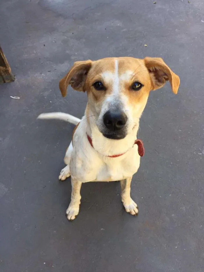 Cachorro ra a Indefinida idade 2 anos nome Bento