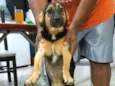 Bolinha 