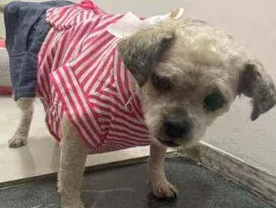 Cachorro raça  idade 5 anos nome Pedrita