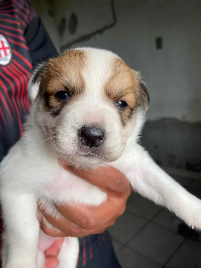 Cachorro ra a  idade Abaixo de 2 meses nome Filhotes 