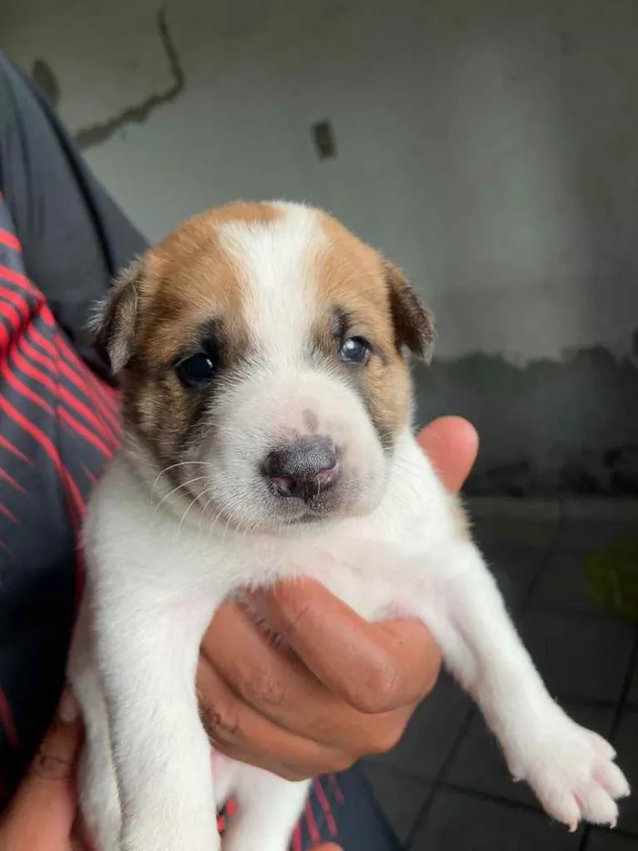 Cachorro ra a  idade Abaixo de 2 meses nome Filhotes 