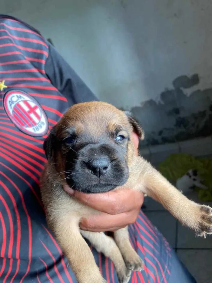 Cachorro ra a  idade Abaixo de 2 meses nome Filhotes 