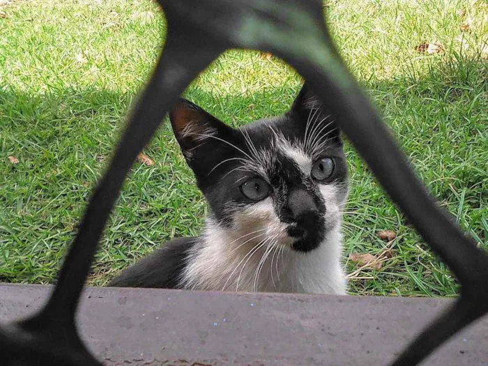 Gato ra a Srd idade 2 a 6 meses nome Bebê