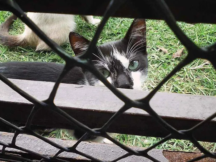 Gato ra a Srd idade 2 a 6 meses nome Bebê