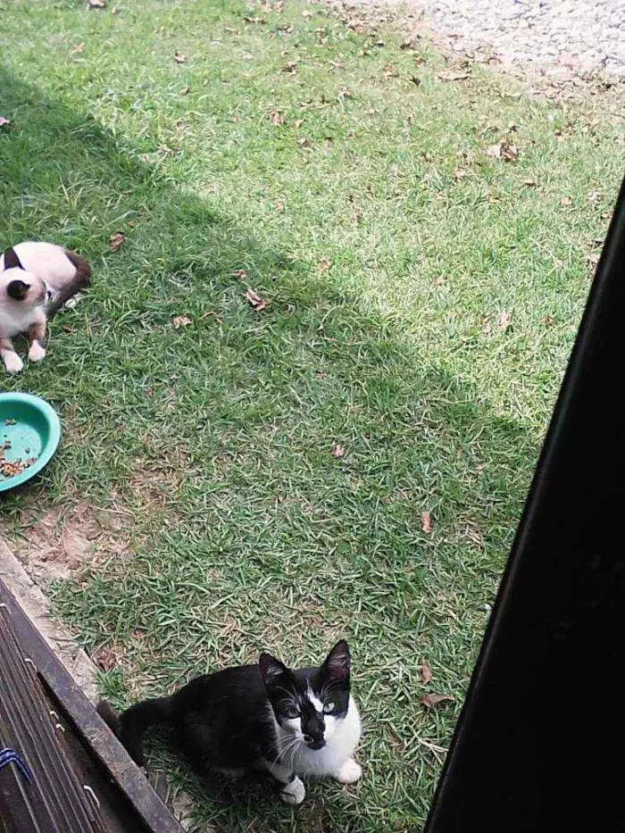Gato ra a Srd idade 2 a 6 meses nome Bebê