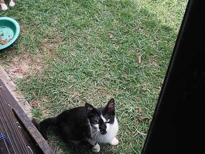 Gato ra a Srd idade 2 a 6 meses nome Bebê