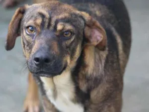 Cachorro raça  idade 2 anos nome Gigi