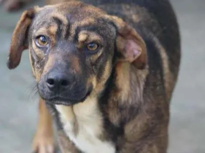 Cachorro raça  idade 2 anos nome Gigi