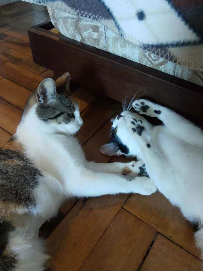 Gato ra a Srd idade 7 a 11 meses nome Tricolor e frajola