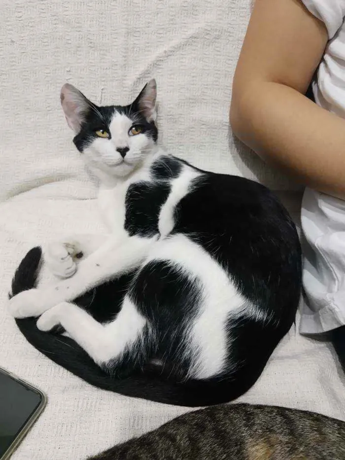 Gato ra a Srd idade 7 a 11 meses nome Tricolor e frajola