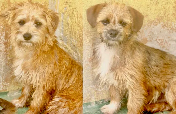 Cachorro raça  idade 2 a 6 meses nome Jack e Bibo Pequenos