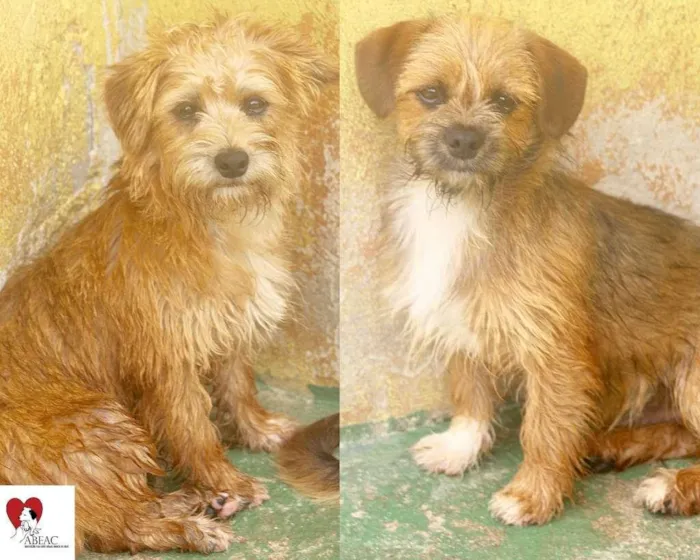 Cachorro raça  idade 2 a 6 meses nome Jack e Bibo Pequenos