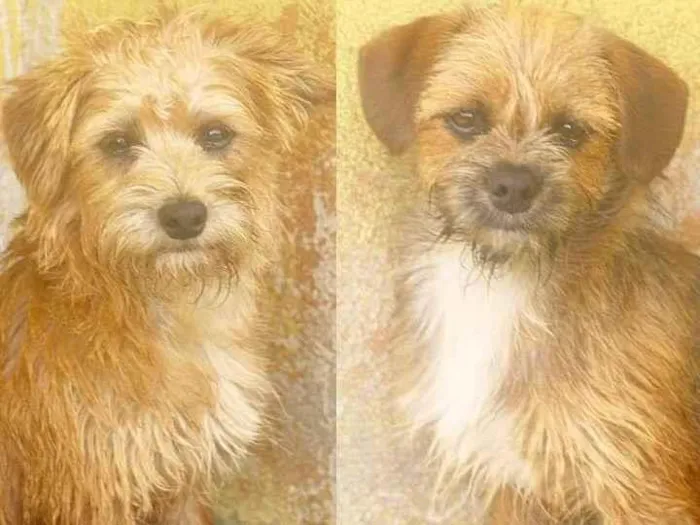 Jack e Bibo Pequenos