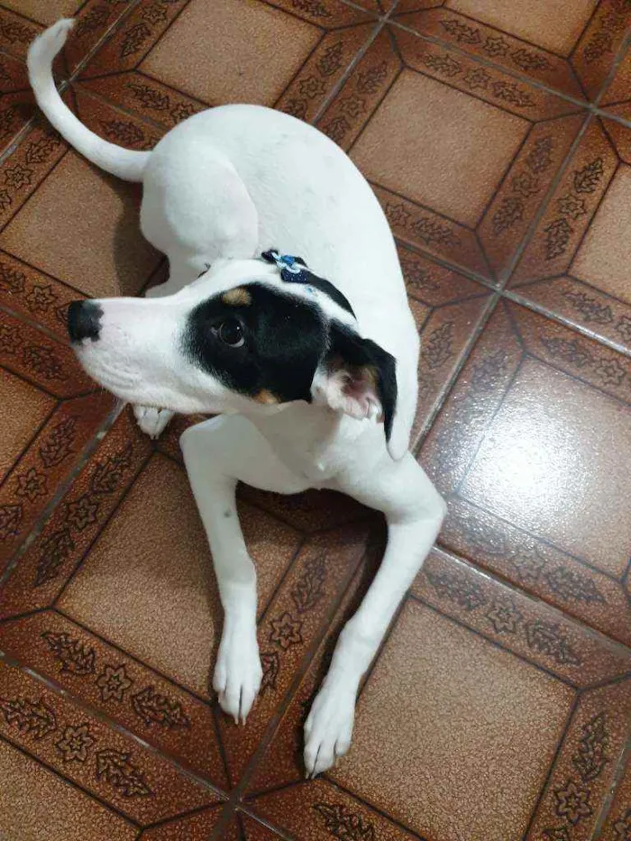 Cachorro ra a Boxer com Alemão idade 2 a 6 meses nome Ariel