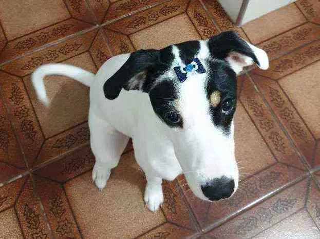 Cachorro ra a Boxer com Alemão idade 2 a 6 meses nome Ariel