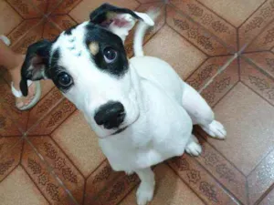 Cachorro raça Boxer com Alemão idade 2 a 6 meses nome Ariel