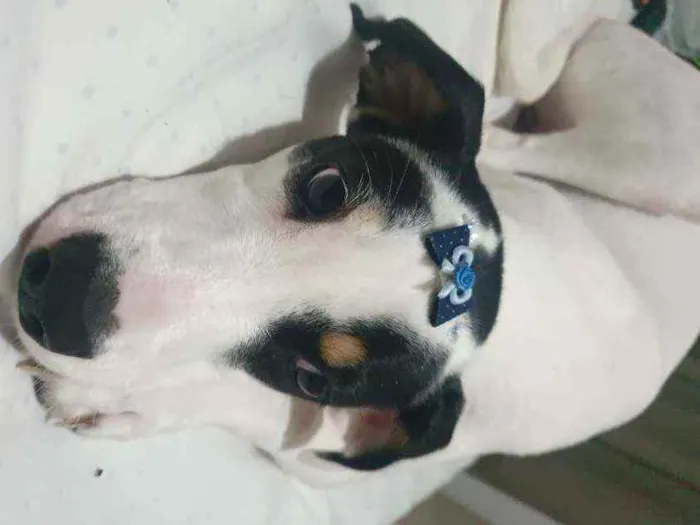 Cachorro ra a Boxer com Alemão idade 2 a 6 meses nome Ariel