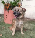 Cachorro raça  idade  nome Nina