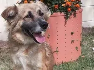 Cachorro raça  idade  nome Nina