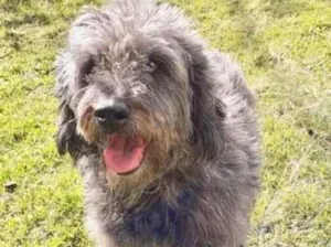 Cachorro raça  idade  nome Mop Pequena
