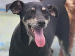 Cachorro raça  idade 1 ano nome Paçoca Pequena
