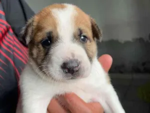 Cachorro raça  idade Abaixo de 2 meses nome Filhotes 