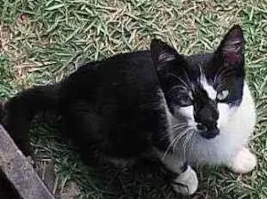 Gato raça Srd idade 2 a 6 meses nome Bebê