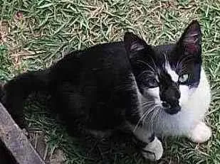 Gato ra a Srd idade 2 a 6 meses nome Bebê