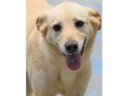 Cachorro raça  idade  nome Elke