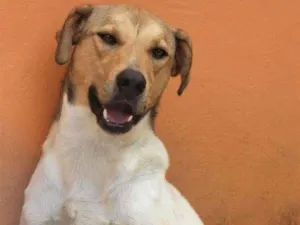 Cachorro raça  idade  nome Nathan