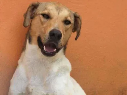 Cachorro raça  idade  nome Nathan
