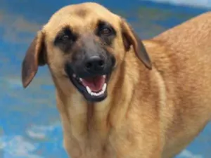 Cachorro raça  idade  nome Miucha