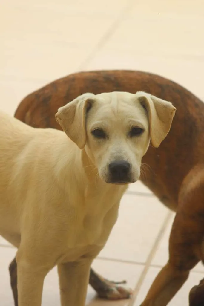 Cachorro raça  idade 7 a 11 meses nome Mika Filhote