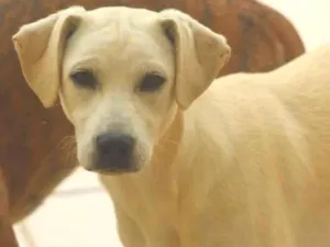 Cachorro raça  idade 7 a 11 meses nome Mika Filhote