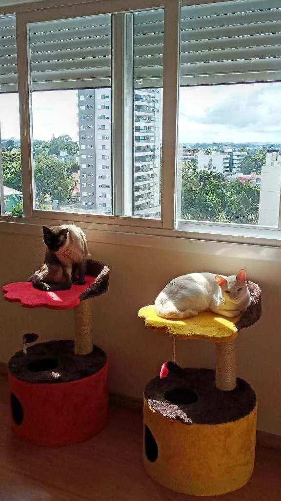 Gato ra a  idade 3 anos nome Leopoldo e Marta