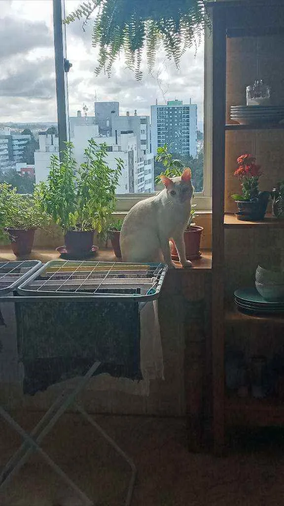 Gato ra a  idade 3 anos nome Leopoldo e Marta