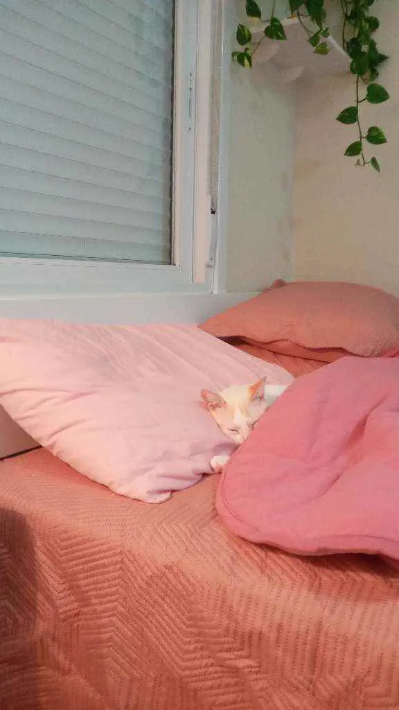 Gato ra a  idade 3 anos nome Leopoldo e Marta