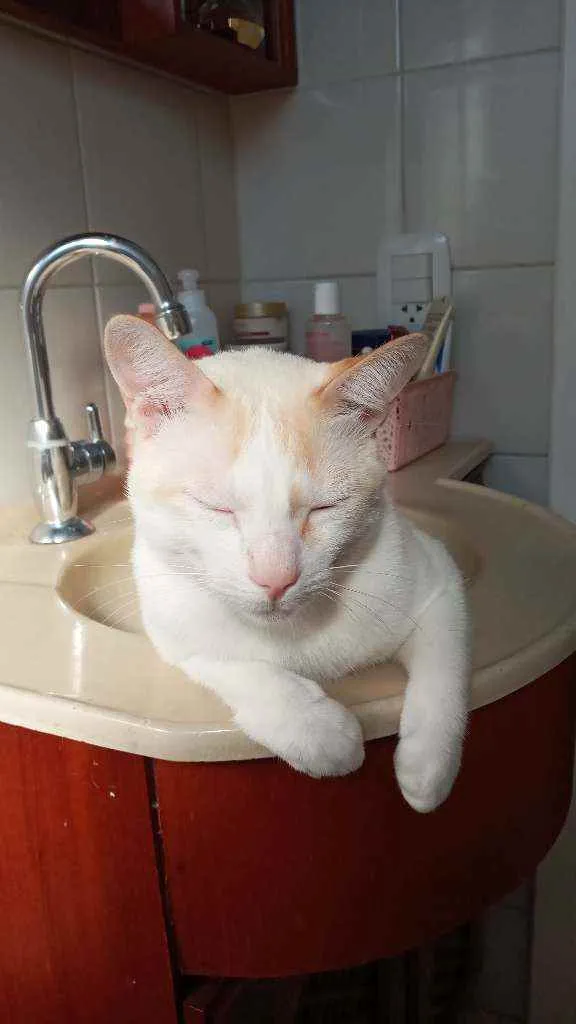 Gato ra a  idade 3 anos nome Leopoldo e Marta