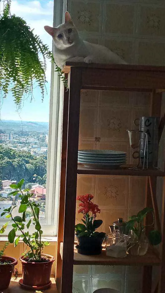 Gato ra a  idade 3 anos nome Leopoldo e Marta
