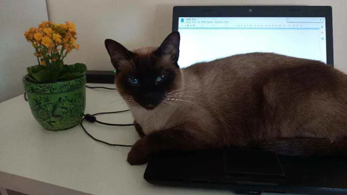 Gato ra a  idade 3 anos nome Leopoldo e Marta