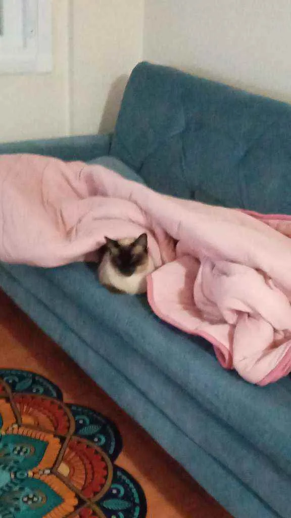 Gato ra a  idade 3 anos nome Leopoldo e Marta