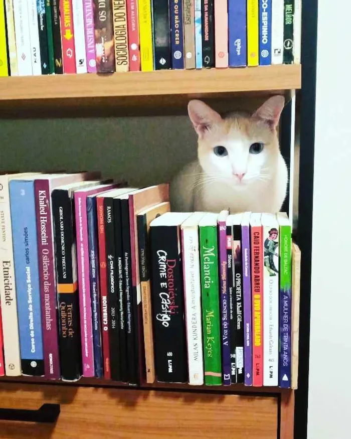 Gato ra a  idade 3 anos nome Leopoldo e Marta