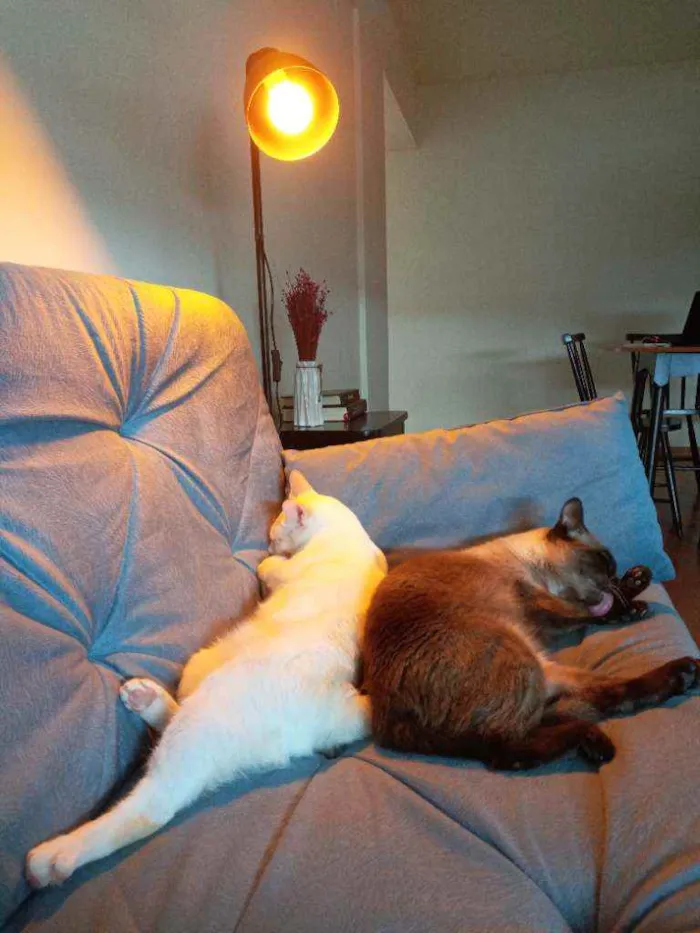 Gato ra a  idade 3 anos nome Leopoldo e Marta