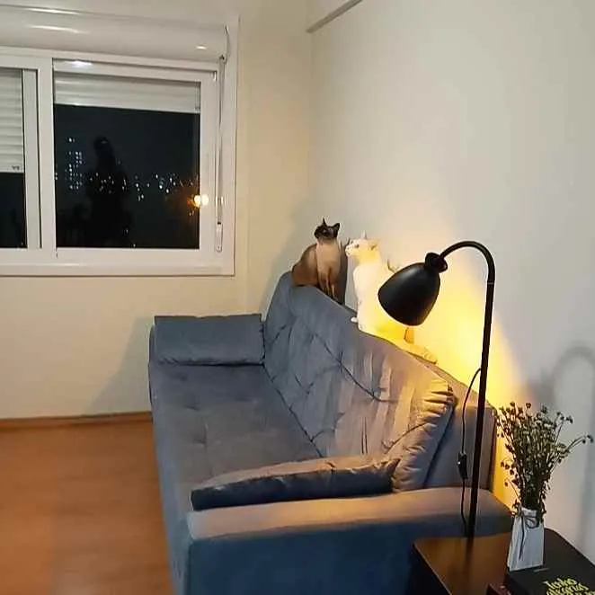 Gato ra a  idade 3 anos nome Leopoldo e Marta